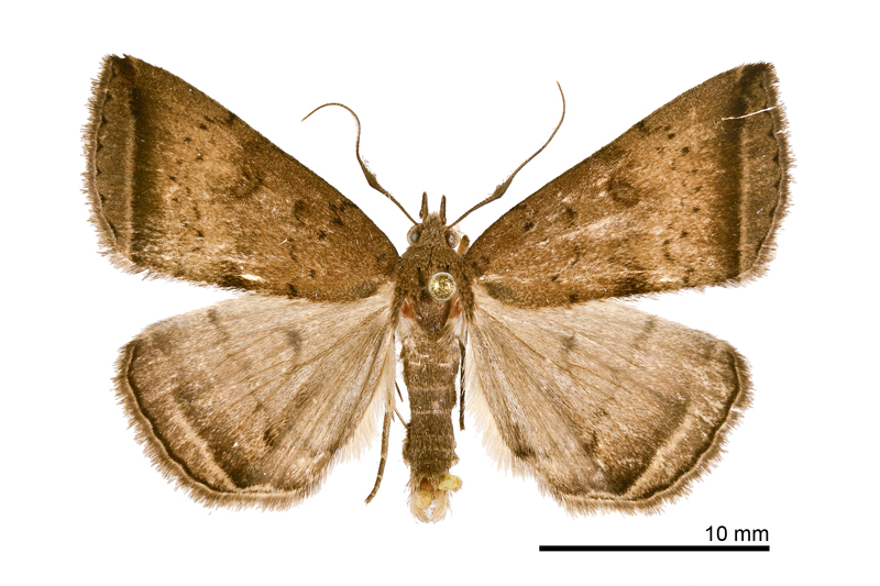 Mesoplectra seediq Male